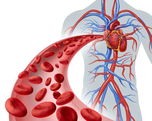 Tips to Lower Your CardioVascular Risk