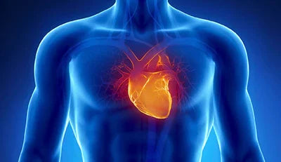 Cardiovascular Health